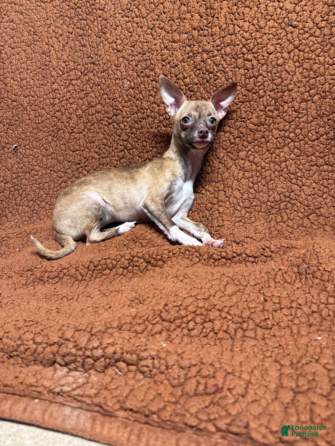 Chihuahua dogs for sale: Tara - Ad 3