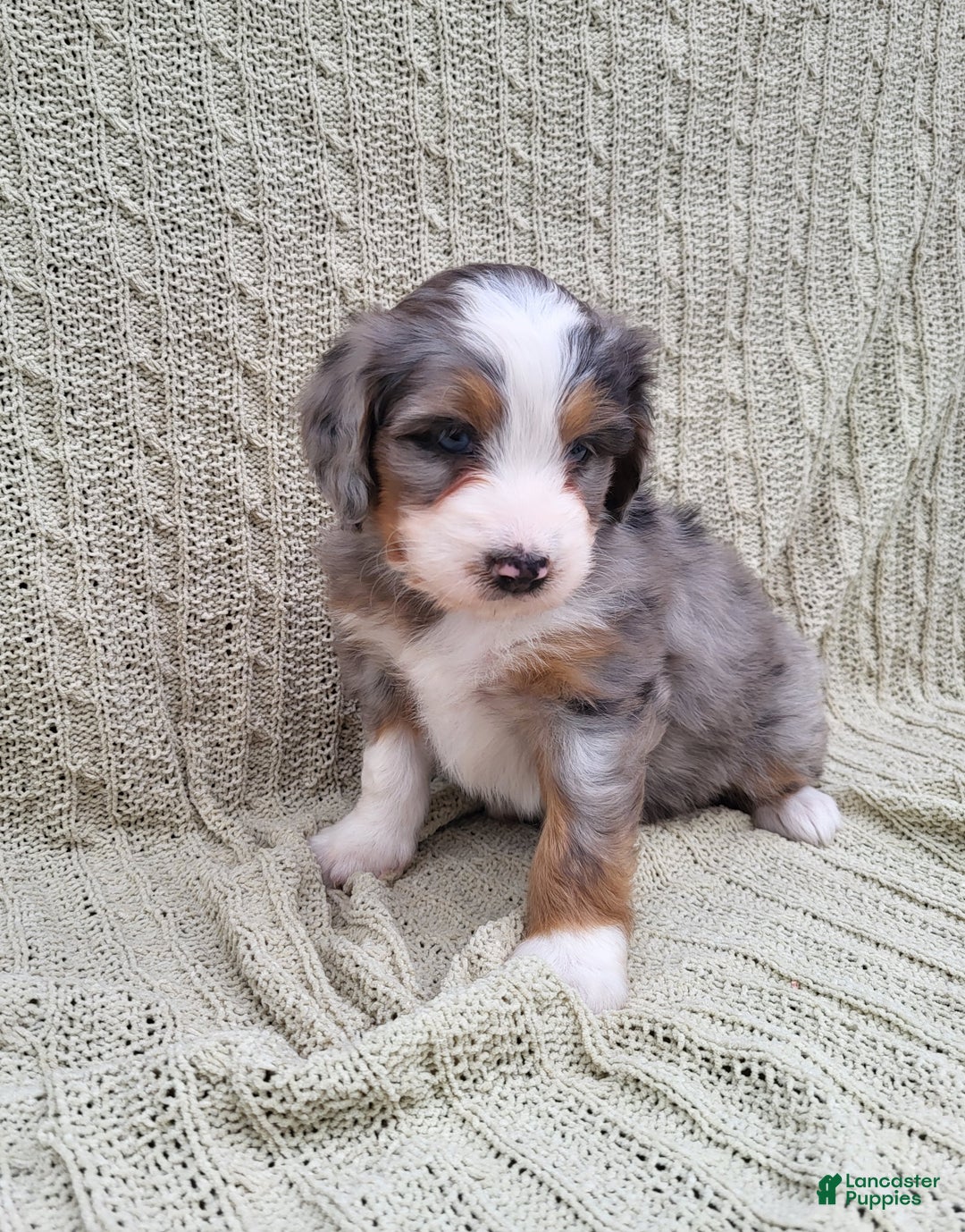 Mini Bernedoodle dogs for sale: Socks - Ad 1