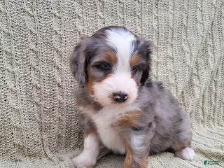 Mini Bernedoodle dogs Socks - Ad 27