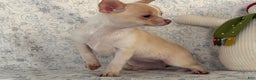 Chihuahua dogs for sale: Kora - Ad 5
