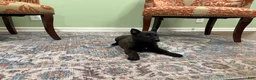 Belgian Malinois dogs for sale: Juneau - Ad 3