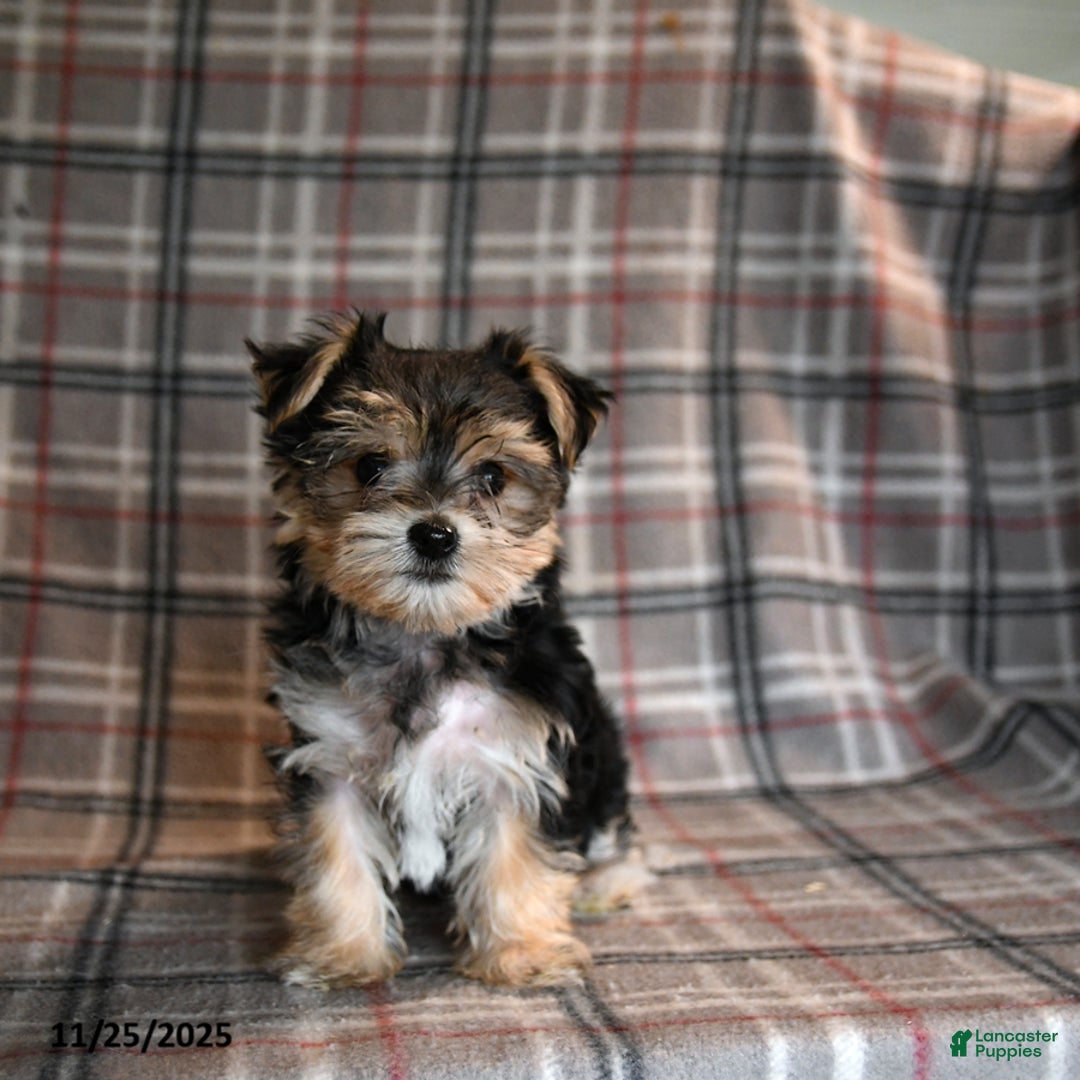 Morkie dogs for sale: Eve - Ad 1