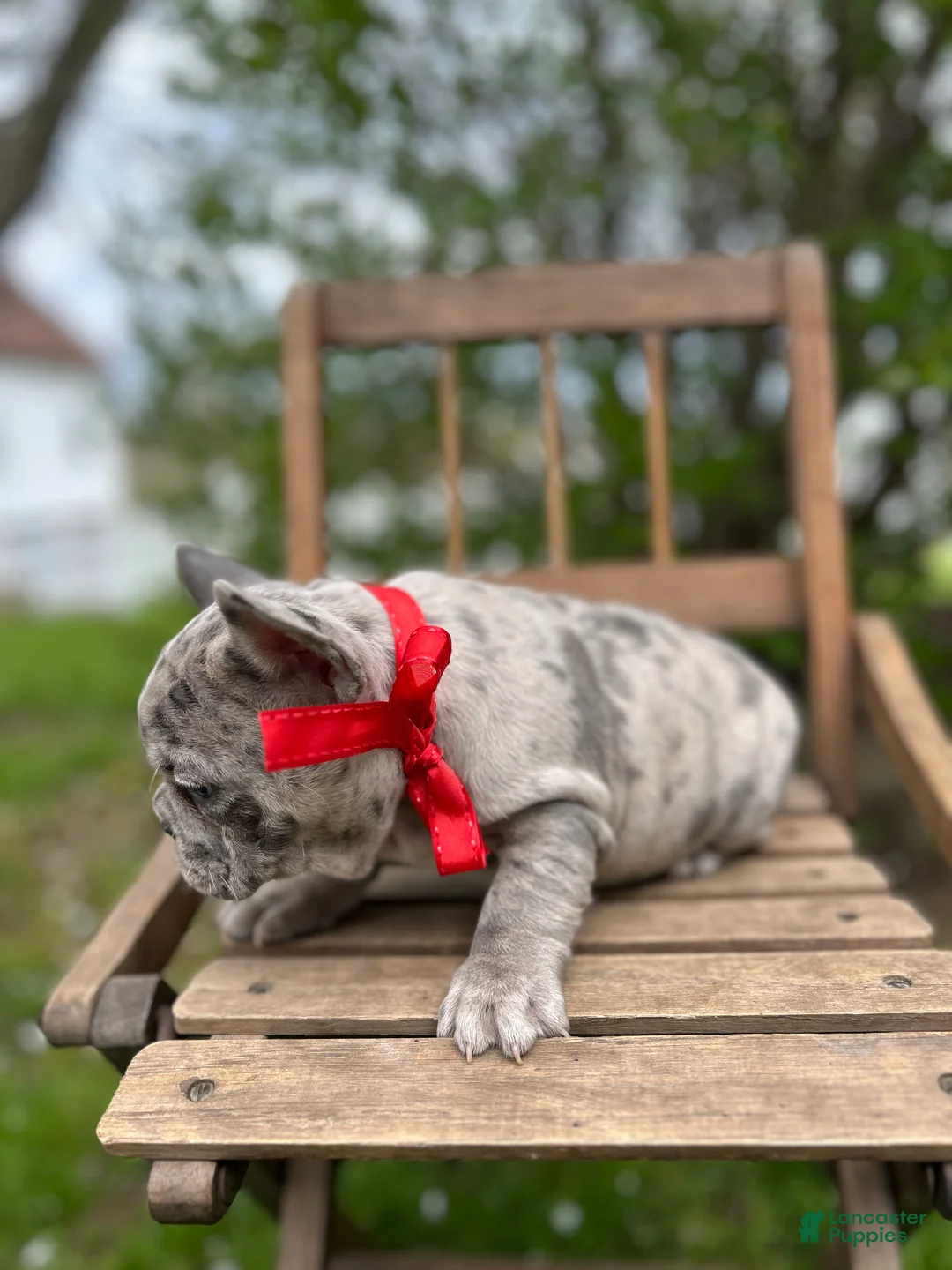 French Bulldog dogs for sale: French Bulldog Puppy 3 - Ad 2