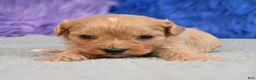 Cavapoo dogs for sale: Cavapoo 5 - Ad 7