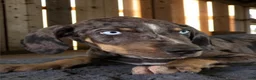 Catahoula Leopard Dog dogs for sale: Tracy II 2026 Male 2 - Ad 10