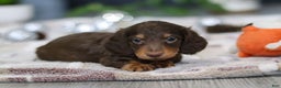 Miniature Dachshund dogs for sale: Alex - Ad 2