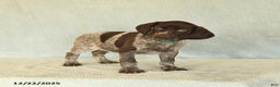 German Shorthaired Pointer dogs for sale: Taffy - Ad 2