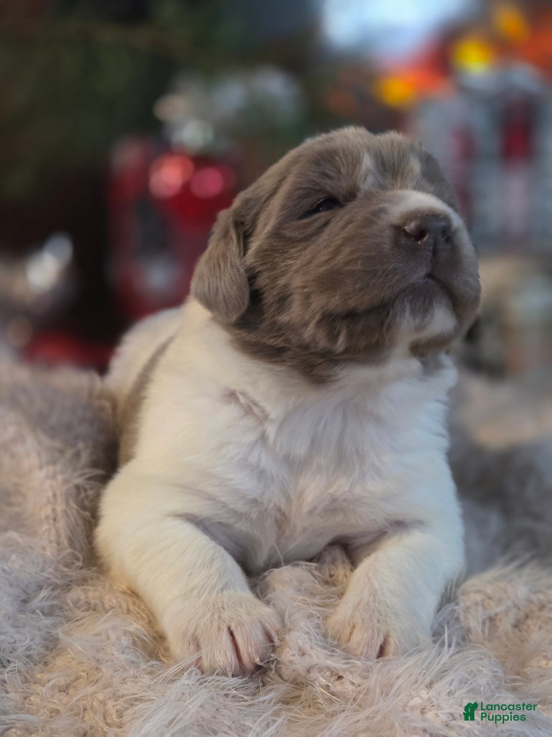 Newfoundland dogs for sale: Crystal  - Ad 4