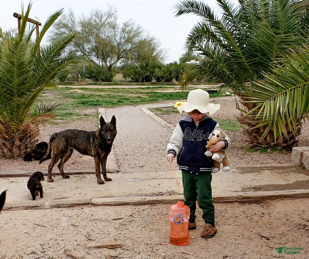 Dutch Shepherd dogs for sale: Dutch brindle F - Ad 9