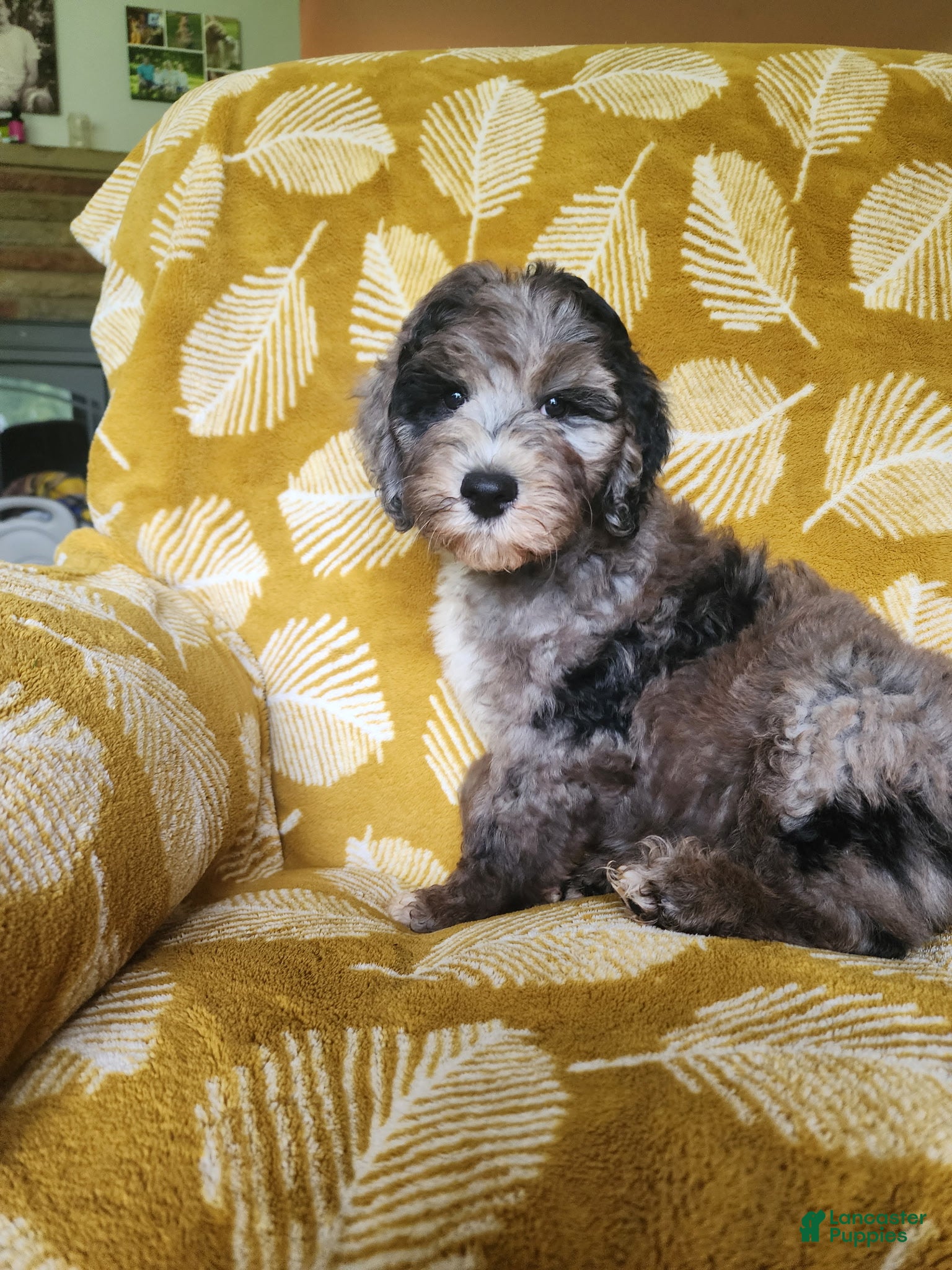 Mini Sheepadoodle dogs Comet - Ad 2