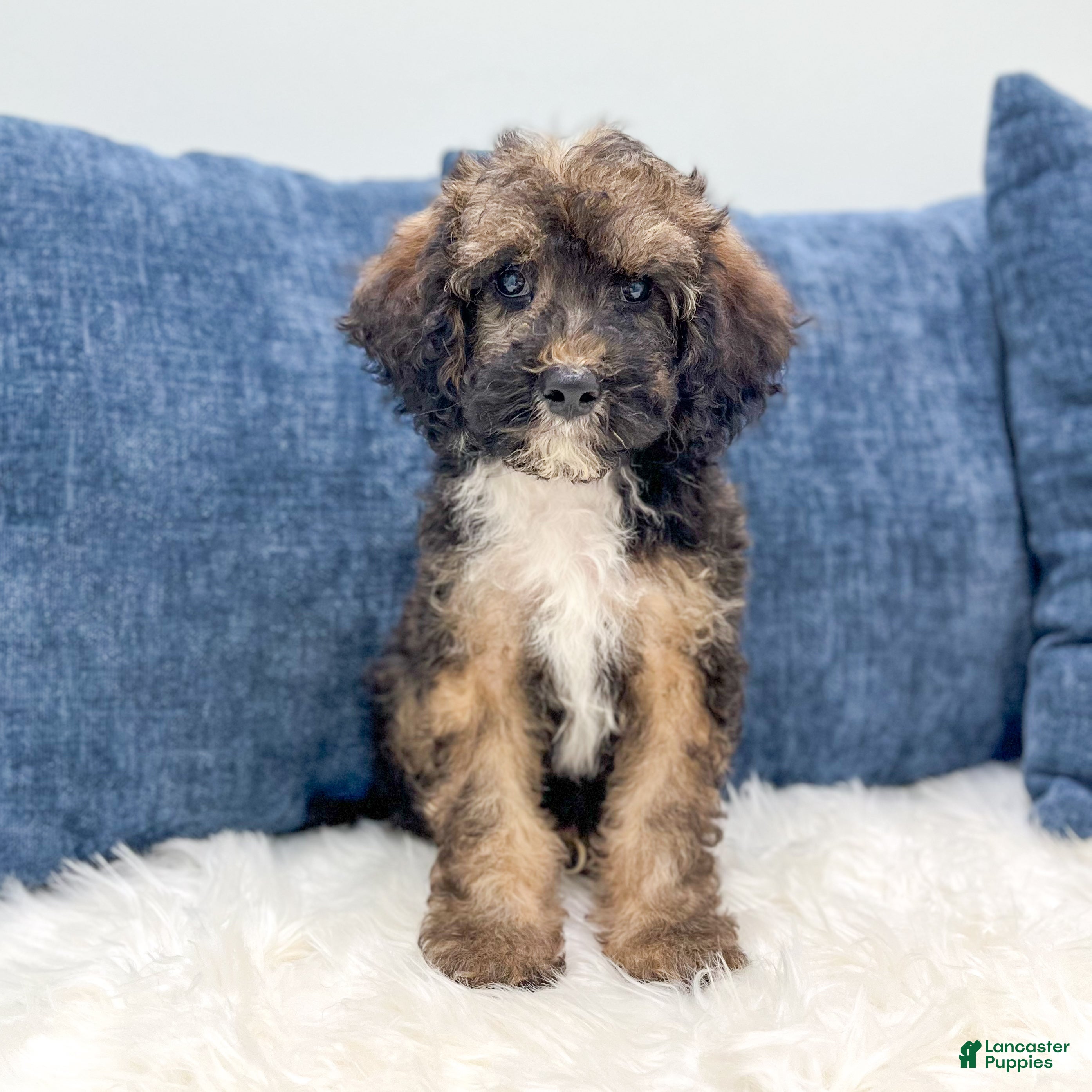 Miniature Poodle dogs Smoky - Ad 1