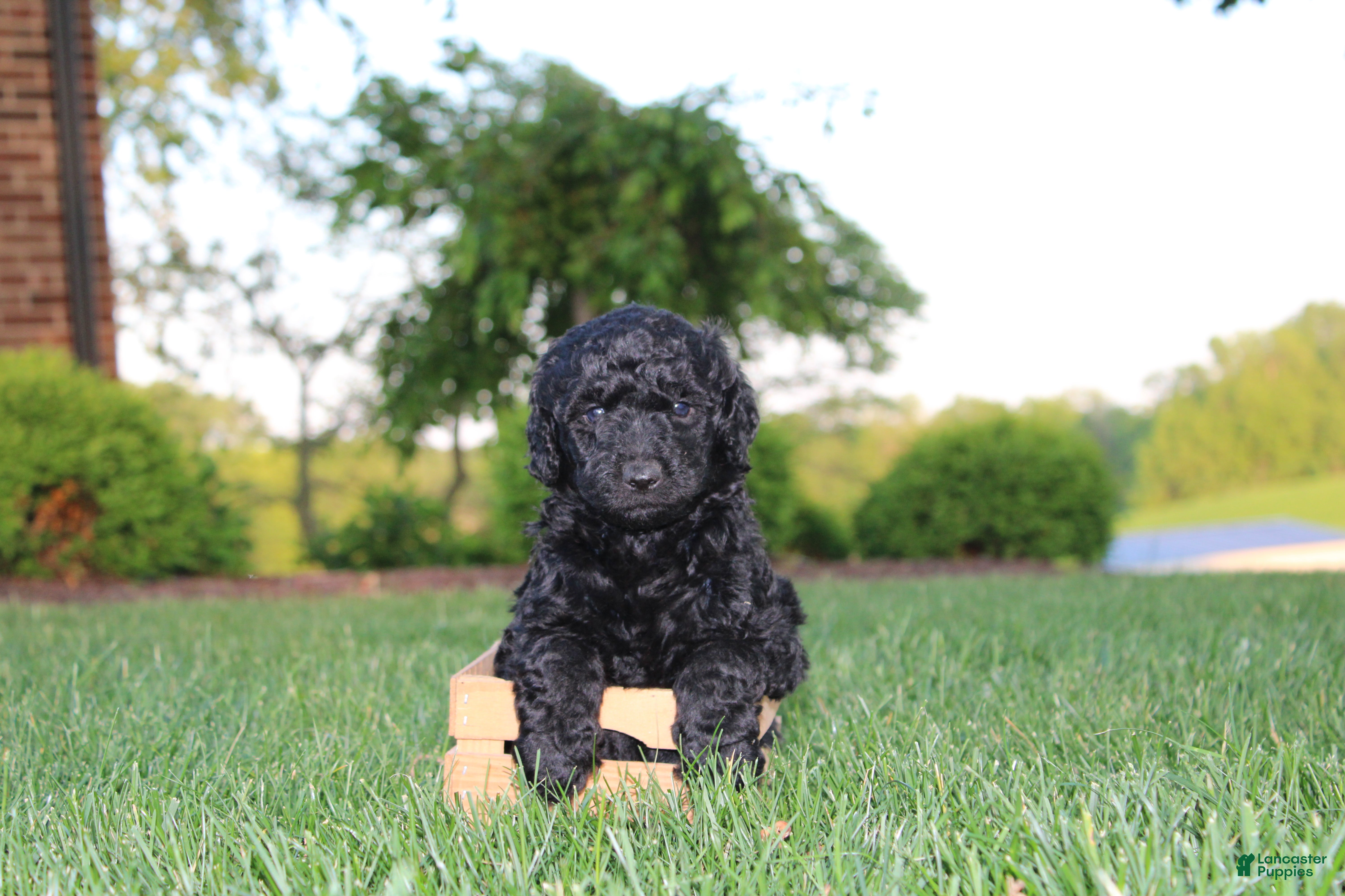 Mini Goldendoodle dogs Marcy - Ad 2