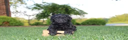 Mini Goldendoodle dogs for sale: Marcy - Ad 2