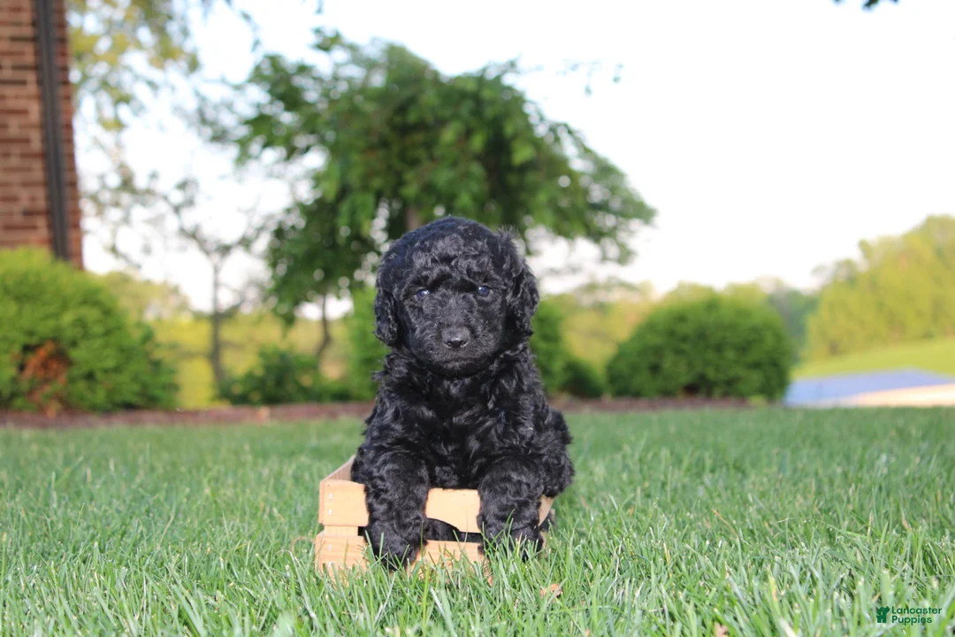 Mini Goldendoodle dogs for sale: Marcy - Ad 2