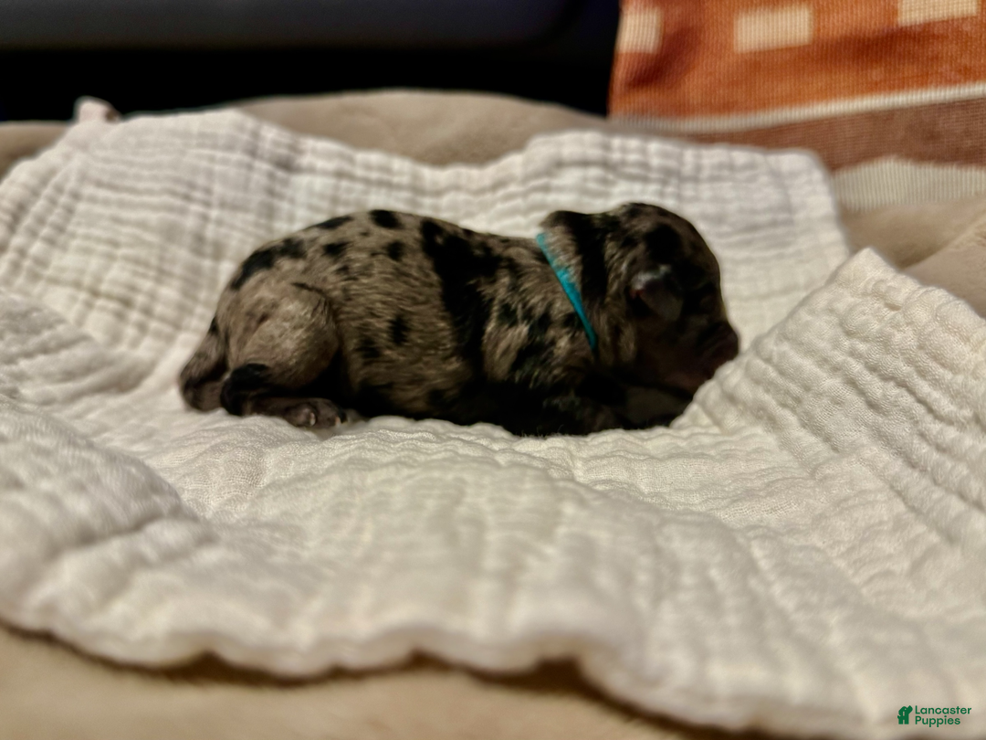 Miniature Schnauzer dogs for sale: Iceman - Ad 2