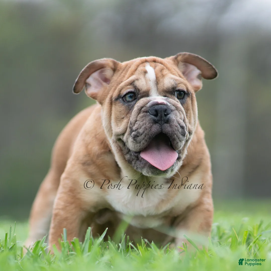 English Bulldog dogs for sale: Bruiser - Ad 1