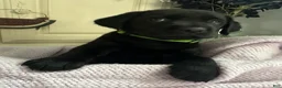 Labrador Retriever dogs for sale: Labrador Retriever Green - Ad 3