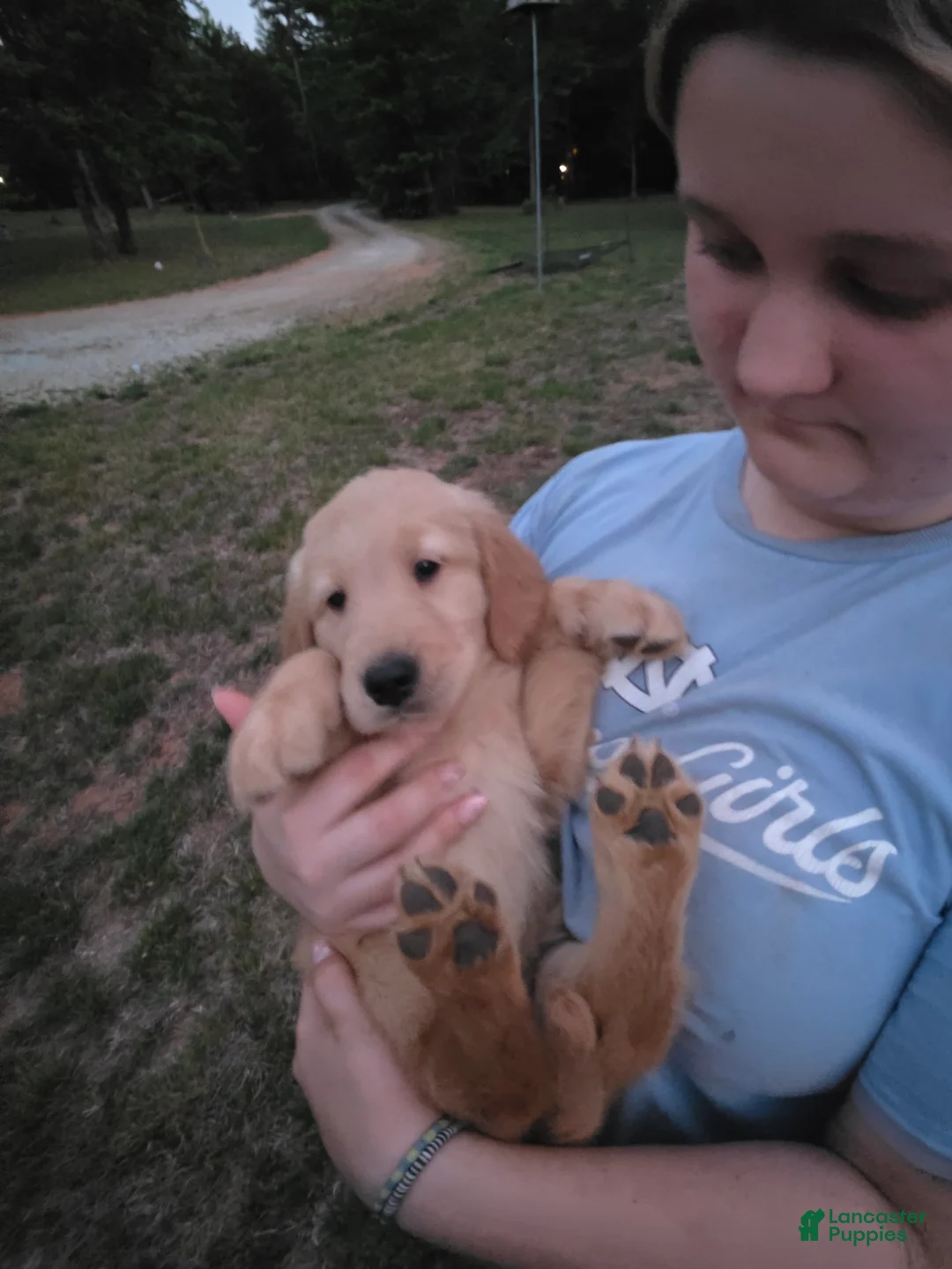Golden Retriever dogs for sale: Cali (gray) - Ad 1