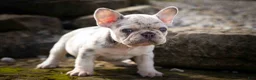 French Bulldog dogs for sale: 🐾 Meet Knox — A Happy Little Frenchie with Plenty of Love to Give! 🐾 - Ad 17
