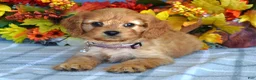 Cavapoo dogs for sale: Harper - Ad 5