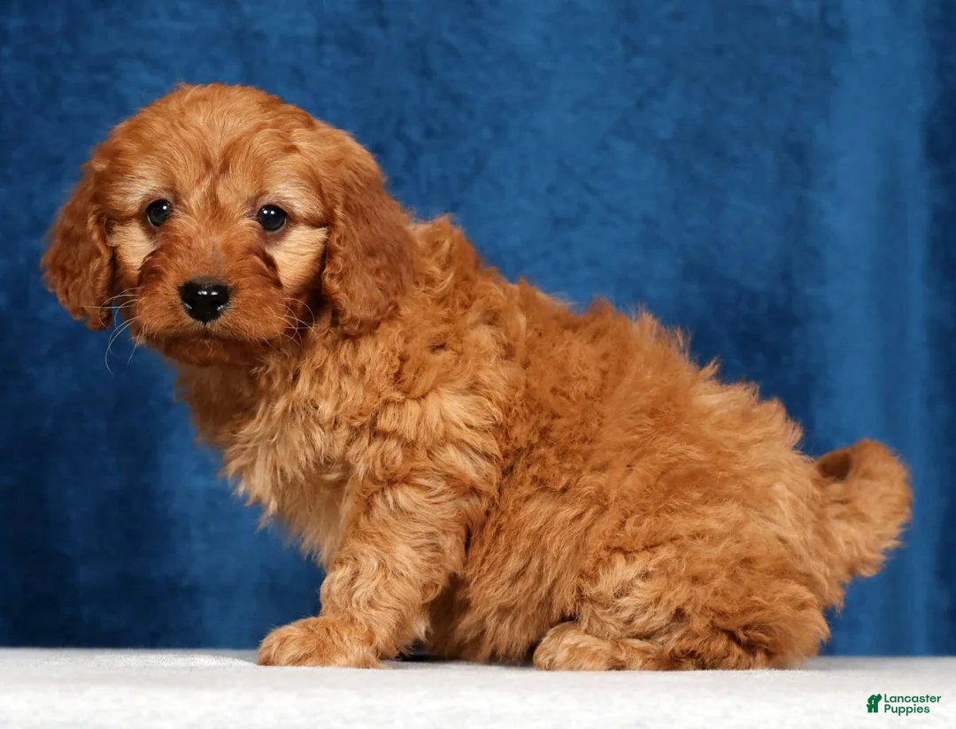 Mini Goldendoodle dogs for sale: Skye - Ad 2