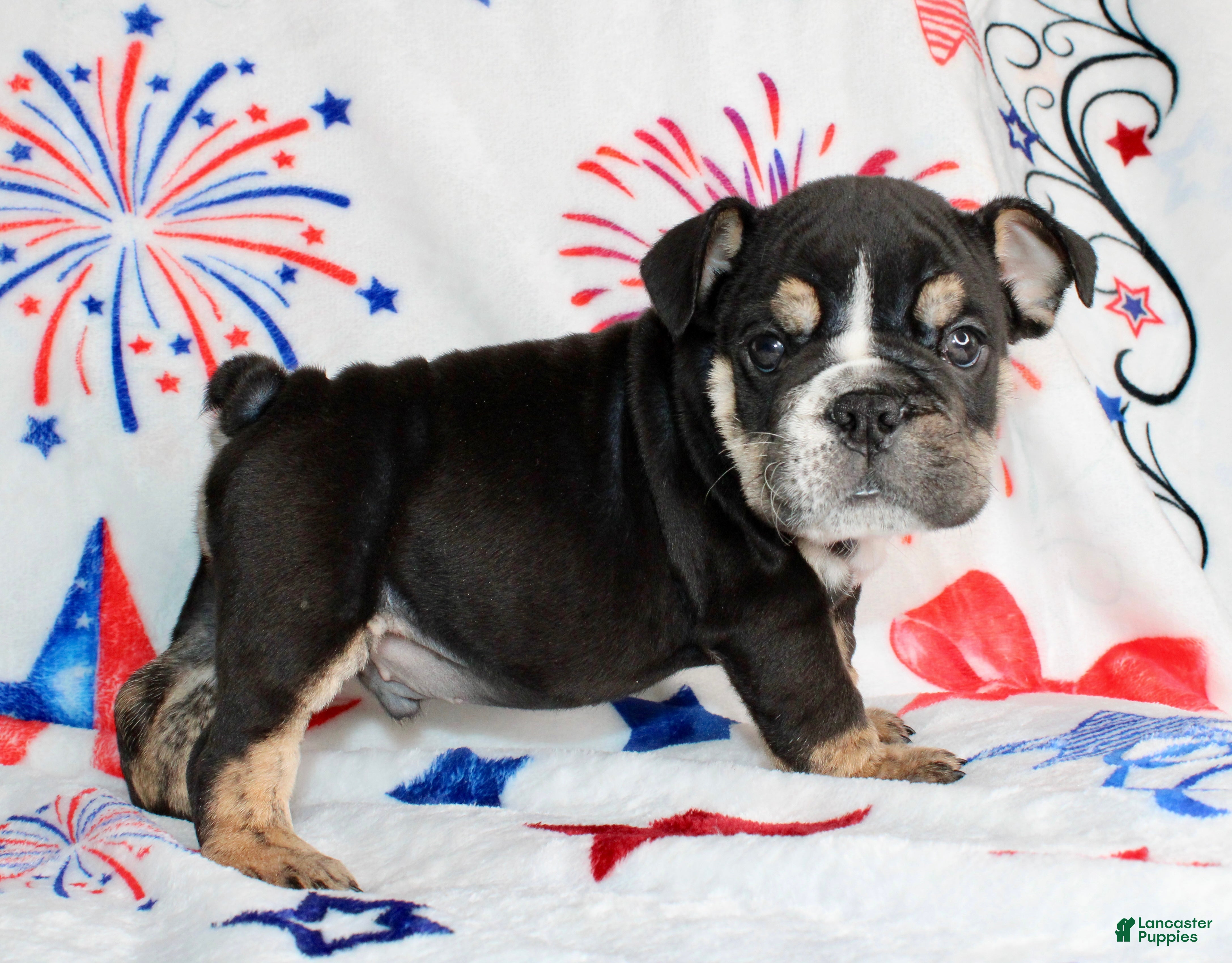 English Bulldog dogs for sale: Ramsey - Ad 1