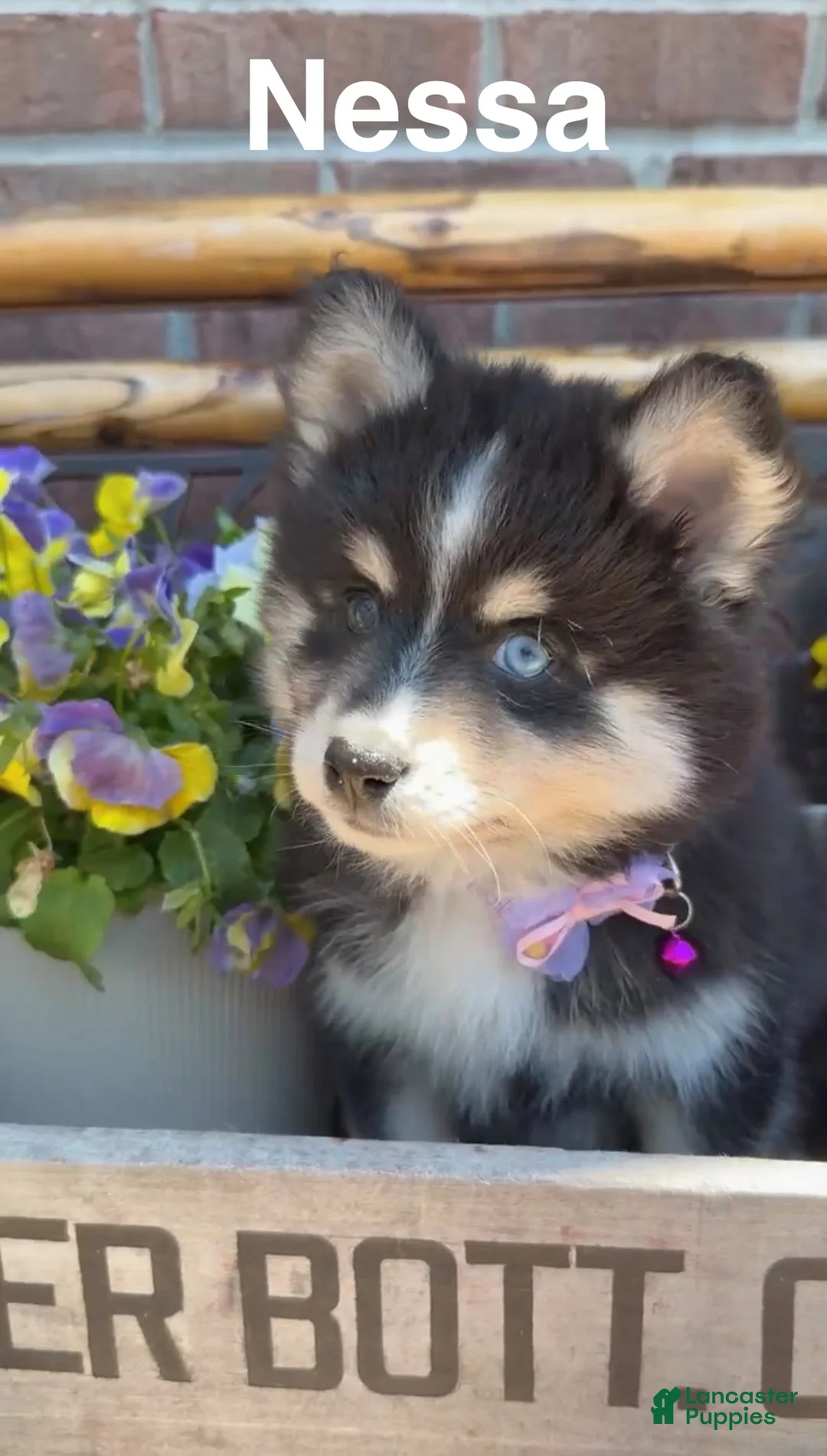Pomsky dogs for sale: Nessa - Ad 1