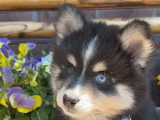 Pomsky dogs for sale: Nessa - Ad 3