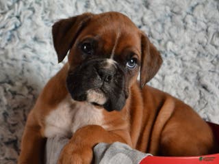 Boxer dogs Roscoe - Ad 9
