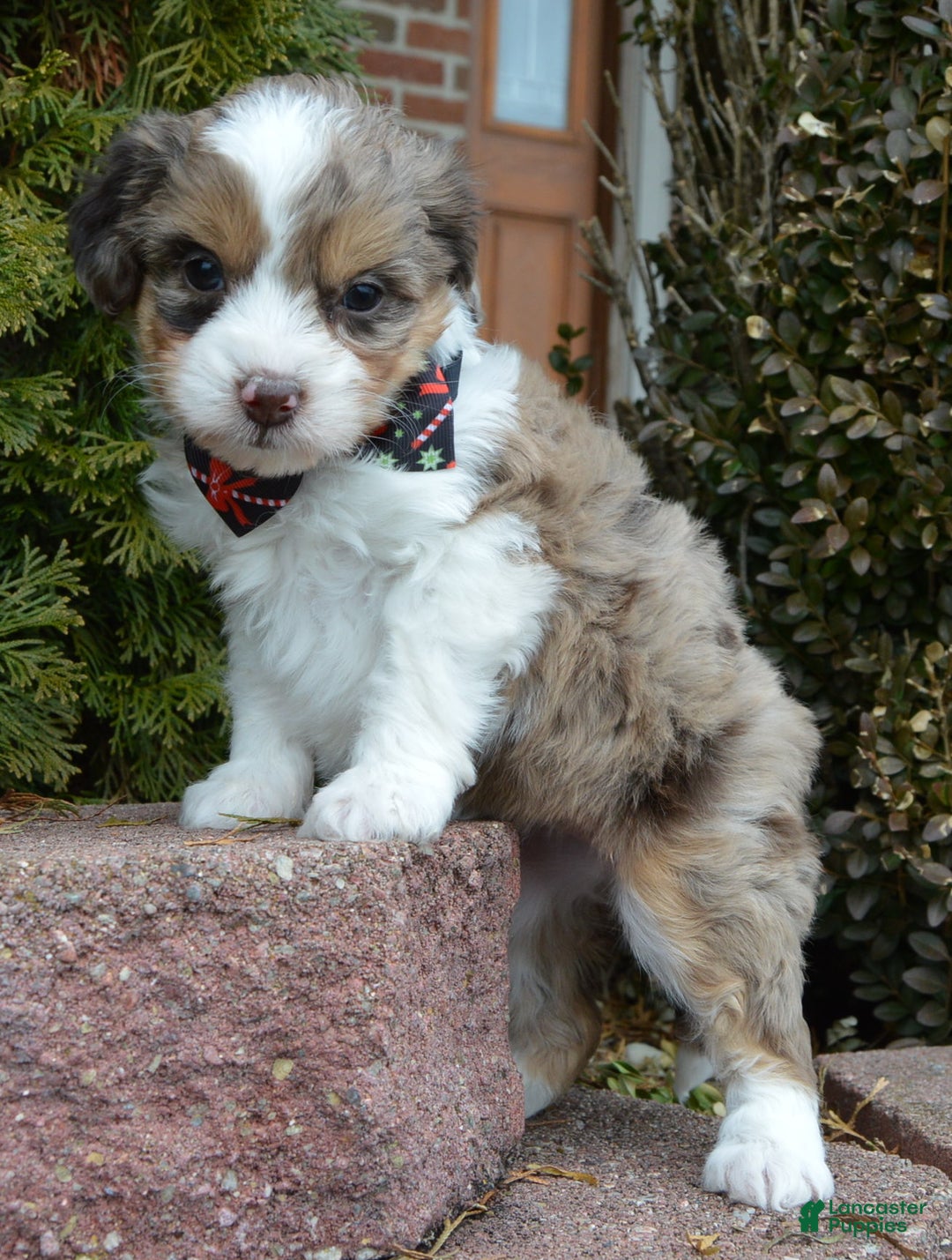 Mini Aussiedoodle dogs for sale: Toy Angel - Ad 12