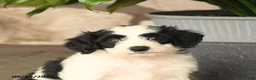 Double Doodle dogs for sale: Spotty - Ad 4