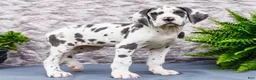 Great Dane dogs for sale: Keziah - Ad 1