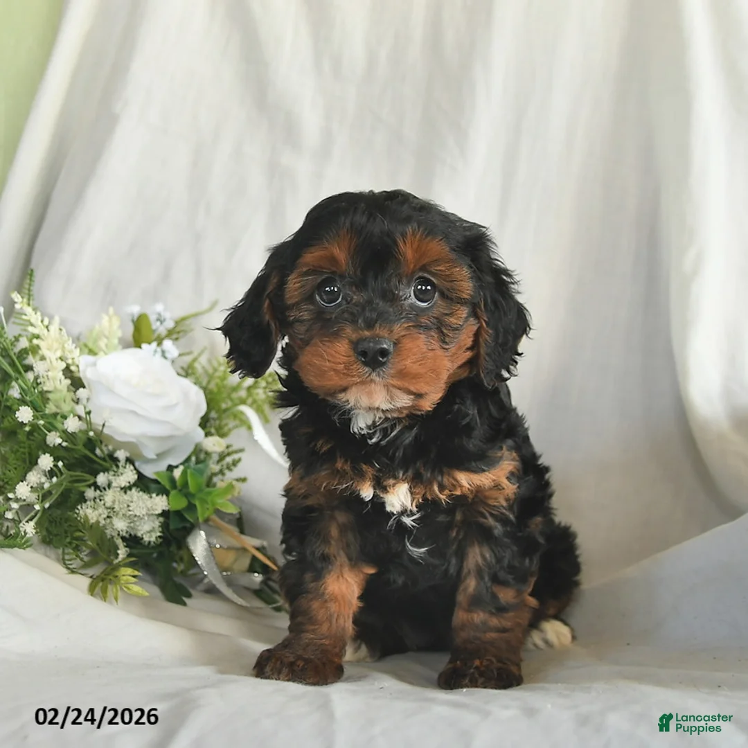 Mixed Breed dogs for sale: Candy  - Ad 1
