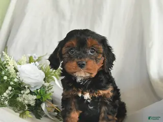 Mixed Breed dogs for sale: Candy - Ad 3