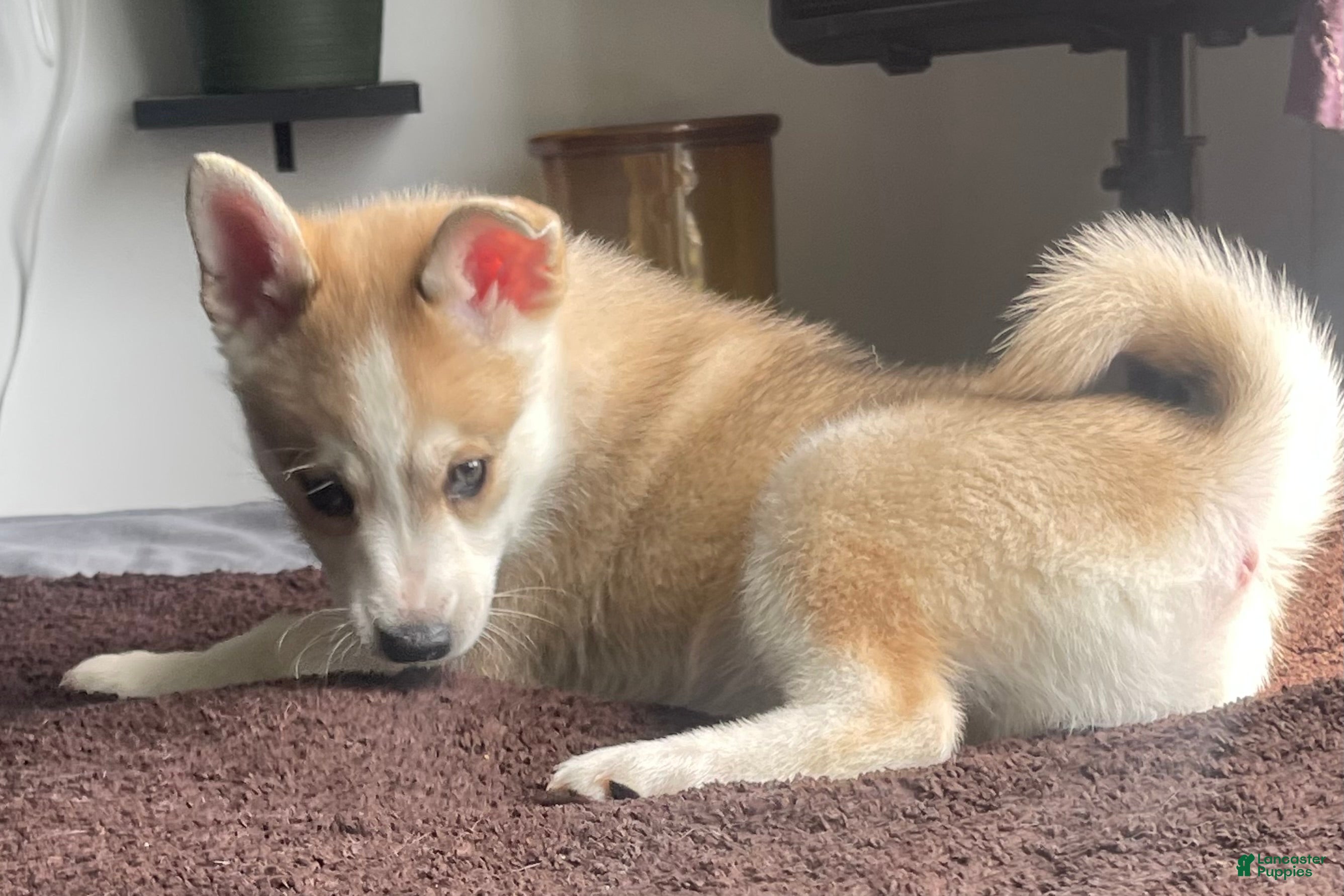 Alaskan Klee Kai dogs Vermithor (The Bronze Fury) - Ad 8