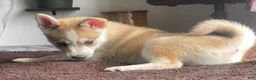 Alaskan Klee Kai dogs for sale: Vermithor (The Bronze Fury) - Ad 3