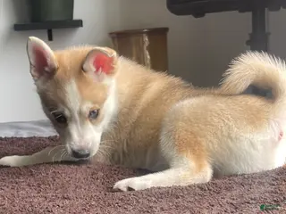 Alaskan Klee Kai dogs Vermithor (The Bronze Fury) - Ad 8