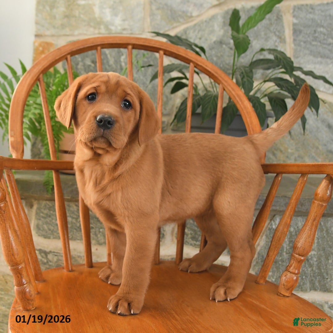 Labrador Retriever dogs for sale: Ginger - Ad 1