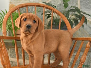 Labrador Retriever dogs Ginger - Ad 40