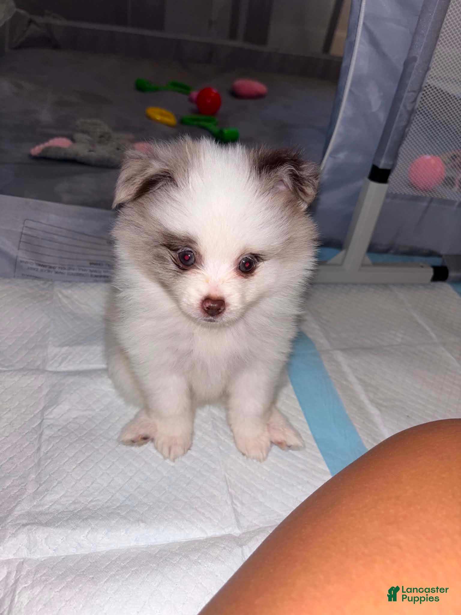 Pomeranian dogs for sale: Pomeranian 1 - Ad 5