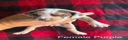 Catahoula Leopard Dog dogs for sale: Catahoula Leopard Dog Puppy 3 - Ad 1