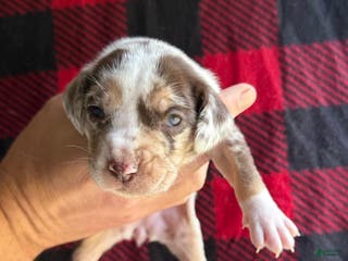 Catahoula Leopard Dog dogs Catahoula Leopard Dog Puppy 3 - Ad 6