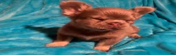French Bulldog dogs for sale: Teddy  - Ad 4
