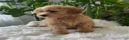 Mini Goldendoodle dogs for sale: Cooper - Ad 4