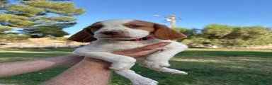 Brittany Spaniel 5