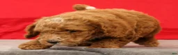 Miniature Poodle dogs for sale: Moe - Ad 9