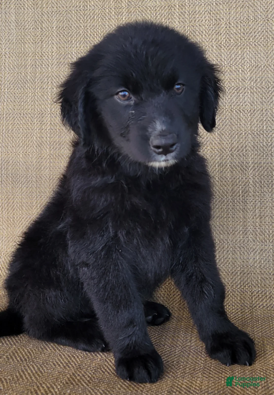 Australian Shepherd dogs for sale: Trixie - Ad 1