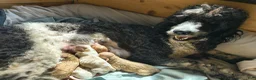 Mini Goldendoodle dogs for sale: Mini Goldendoodle Male 1 - Ad 22