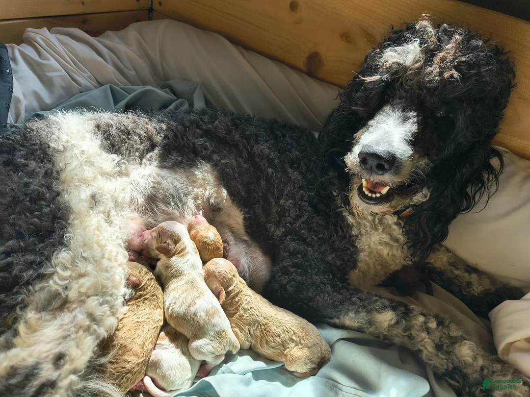 Mini Goldendoodle dogs for sale: Mini Goldendoodle Male 1 - Ad 22
