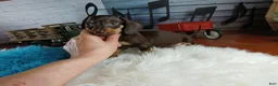 Miniature Dachshund dogs for sale: Suzies Chocolate boy. Hand Delivery  - Ad 6